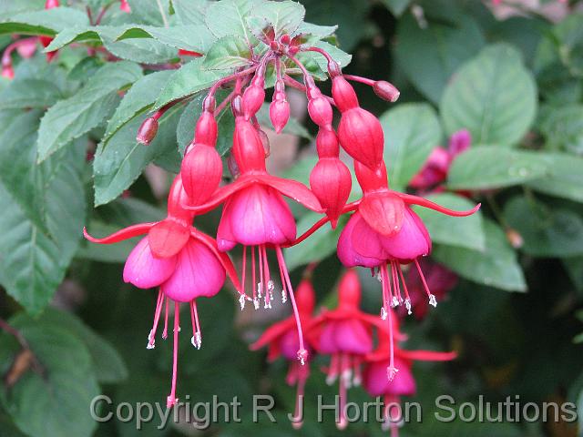 Fuchsia Grantham